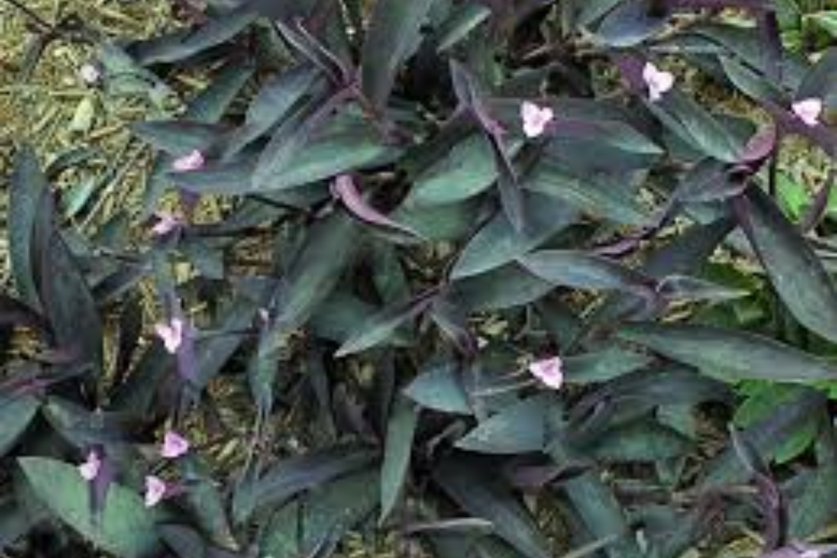 Baby Fuzzy Bunny Bellies Houseplant in 6-Inch Hanging Pot, Tradescantia pallida, Trailing Purple Foliage