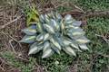 Hosta ‘High Society’ 3-Inch Pot Variegated Shade Perennial Blue Yellow Foliage