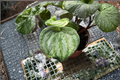 Peperomia Gold Dust Live Plant - Variegated Indoor Houseplant, Starter Size, Tropical Foliage, Rooted Plant, Peperomia sp.