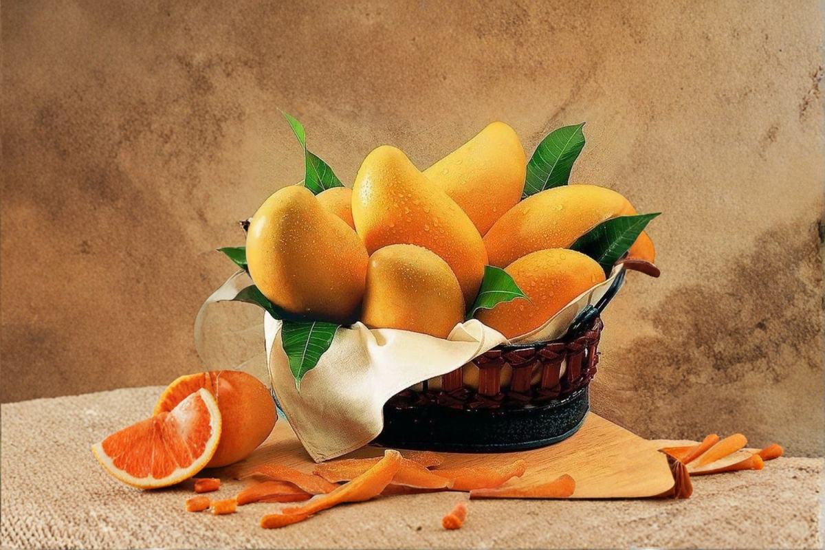 Grafted Alphonso Mango Tree - 3ft Tropical Fruit Tree for Backyard Garden, Edible Mango, Mangifera indica