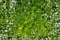 Sweet Woodruff Live Plant, Ground Cover Herb, Galium odoratum, Shade Garden, Organic Starter Plant