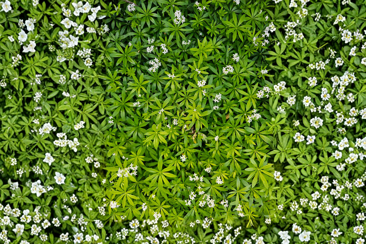 Sweet Woodruff Live Plant, Ground Cover Herb, Galium odoratum, Shade Garden, Organic Starter Plant