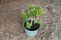 Barbados Cherry Bonsai Live Plant, 3-Inch Pot, Malpighia Glabra, Tropical Indoor Outdoor Tree, Compact Starter Plant