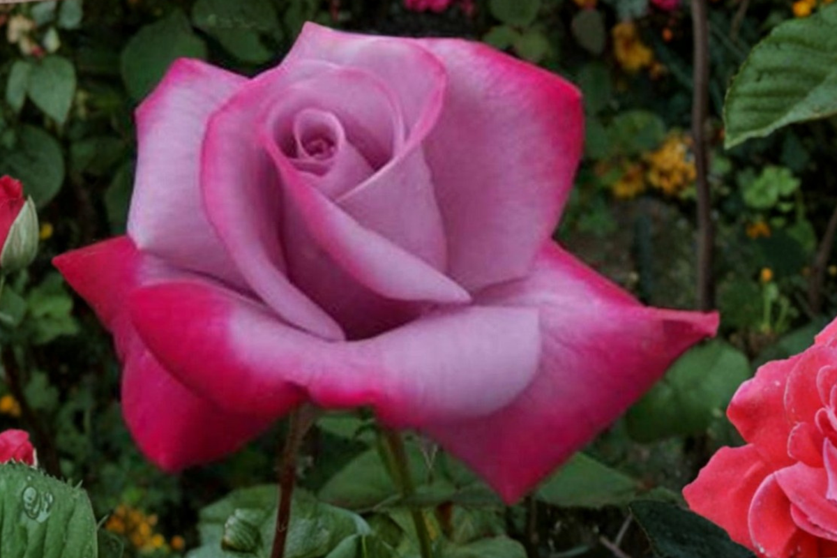 Purple Red Rose Seeds – Bi-Color Ornamental Flower Seeds for Garden Planting, Rosa hybrid, 20 Pack