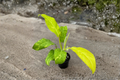 Philodendron Golden Goddess Variegated Live Plant, 3-Inch Pot, Tropical Houseplant, Variegated Foliage, Indoor Decor, Climbing Plant