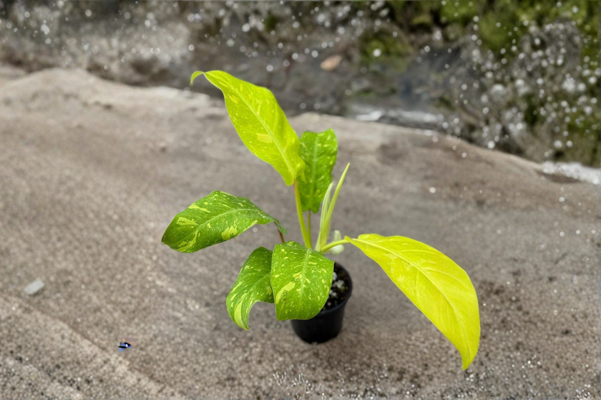 Philodendron Golden Goddess Variegated Live Plant, 3-Inch Pot, Tropical Houseplant, Variegated Foliage, Indoor Decor, Climbing Plant