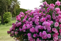 Pink Climbing Rose Seeds - 10 Pack, Rosa hybrid, Flowering Climbing Plant for Trellises & Gardens