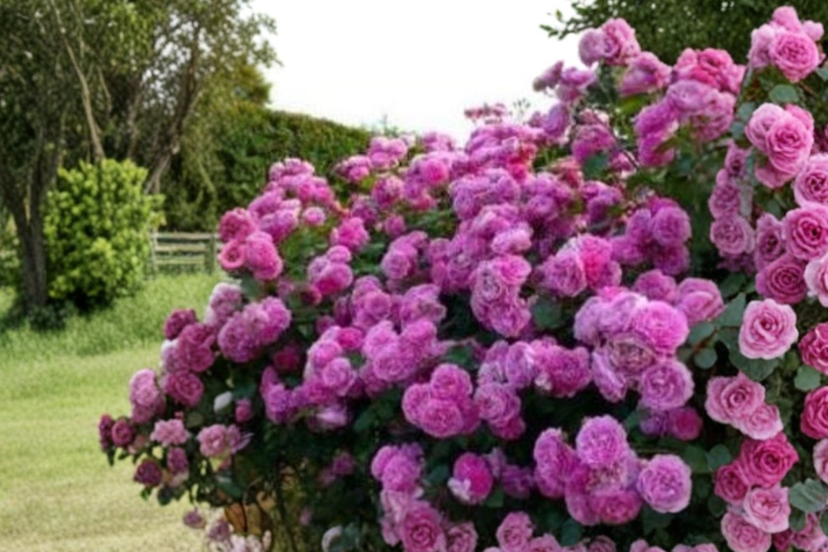 Pink Climbing Rose Seeds - 10 Pack, Rosa hybrid, Flowering Climbing Plant for Trellises & Gardens