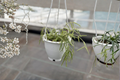 Hoya Linearis Live Plant, Trailing Houseplant in 4.5 Inch Pot, Rare Hanging Indoor Plant, Green Foliage, Easy Care, Hoya linearis