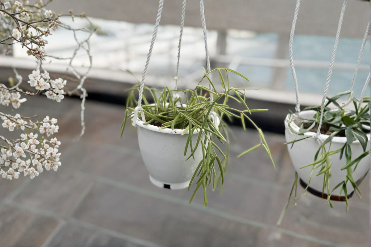 Hoya Linearis Live Plant, Trailing Houseplant in 4.5 Inch Pot, Rare Hanging Indoor Plant, Green Foliage, Easy Care, Hoya linearis