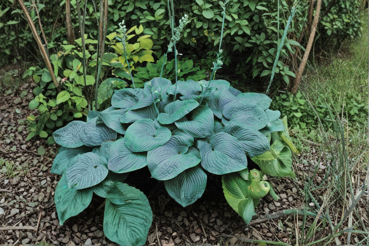 Blue Angel Hosta Plant in 3-Inch Pot, Large Blue-Green Foliage, Shade Perennial, Herbaceous Garden Starter