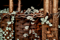 String of Hearts Live Succulent Plant in 4-Inch Pot, Ceropegia woodii, Trailing Heart-Shaped Foliage, Indoor Houseplant