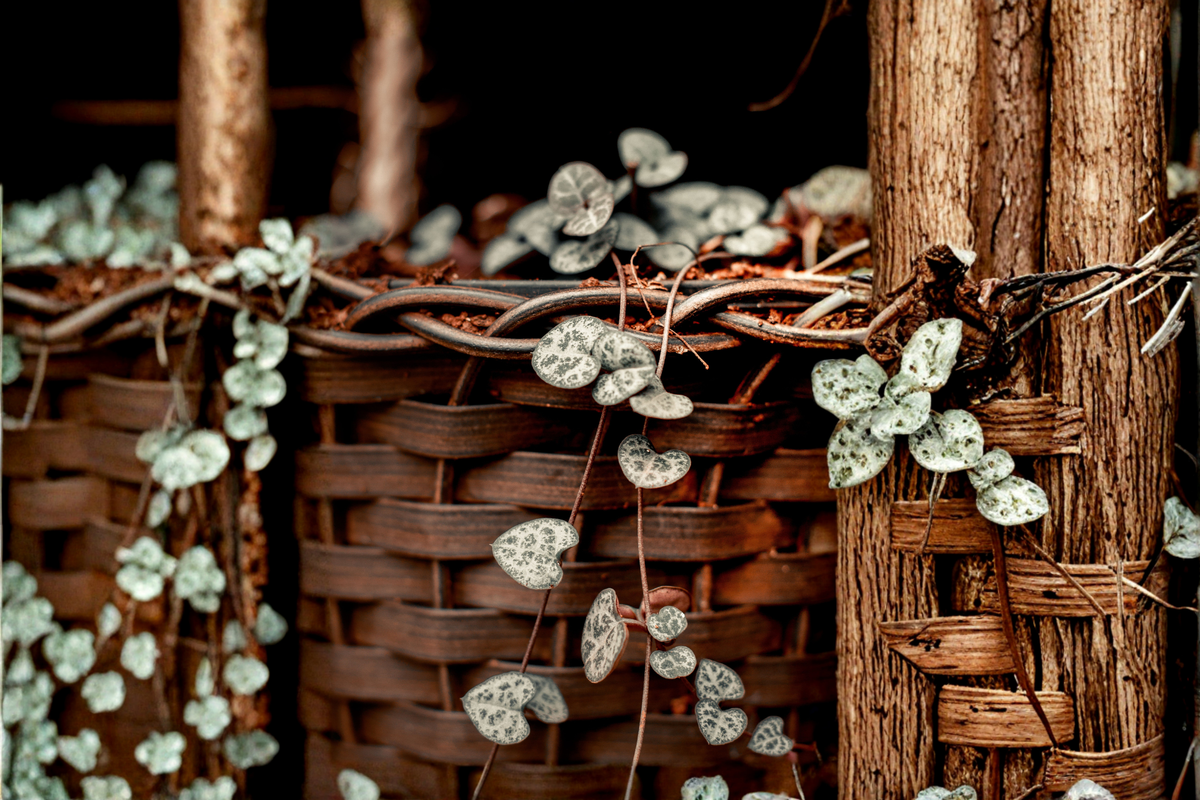 String of Hearts Live Succulent Plant in 4-Inch Pot, Ceropegia woodii, Trailing Heart-Shaped Foliage, Indoor Houseplant