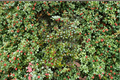 Merry Christmas American Holly Live Plant – 12 Inch Ilex opaca Evergreen Tree with Red Berries for Landscape & Garden