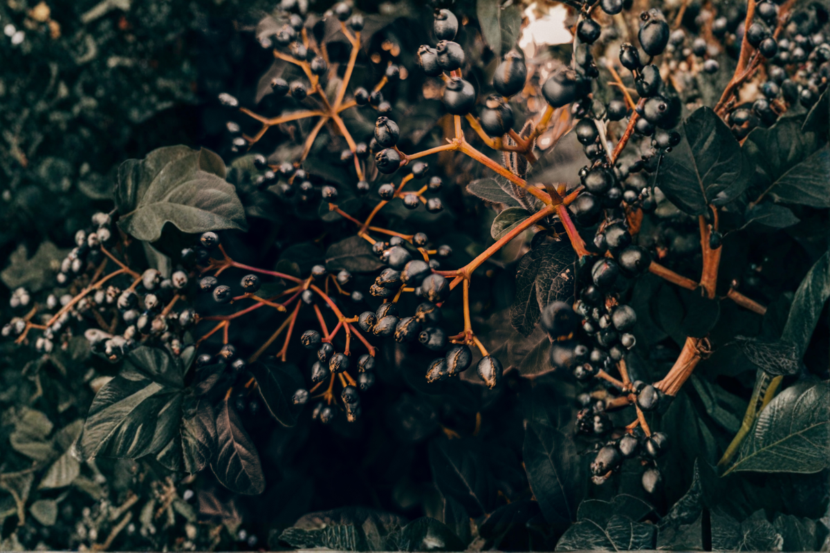 Black Chokeberry Live Rooted Plant – Edible Shrub with Dark Berries – Aronia melanocarpa for USDA Zones 3–9