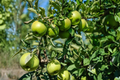 Granny Smith Apple Tree – Live 4-6 ft Fruit Tree for Home Garden, Crisp Green Apples, Malus domestica