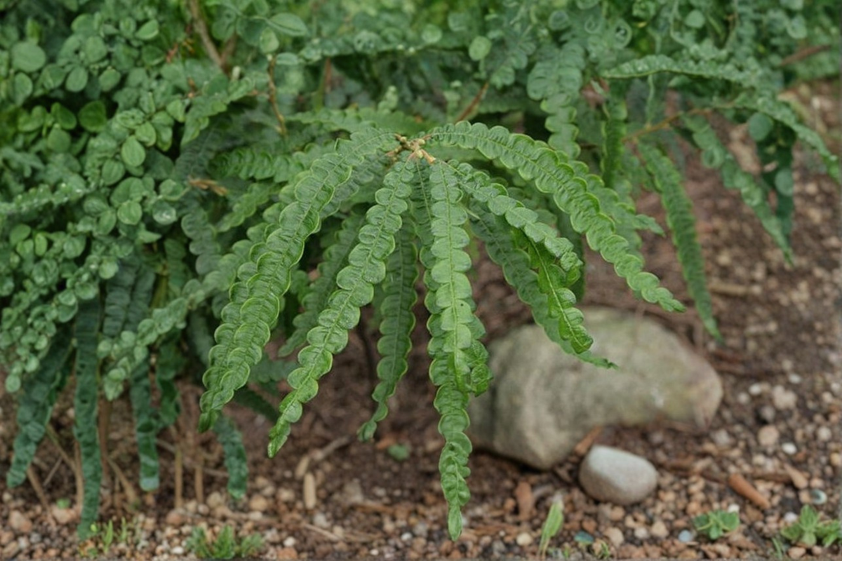 Sweet Fern Live Plant 2-Gallon Pot Native Shrub Fragrant Foliage Groundcover Comptonia peregrina