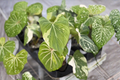 Variegated Philodendron Gloriosum Live Plant, Rare Tropical Houseplant in 3-Inch Pot, Indoor Foliage, Collector Plant