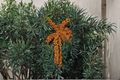 Titan Sea Berry Female Plant – 1 Gallon Potted Hippophae rhamnoides Shrub for Landscape & Edible Gardens