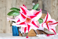 Star Crown Desert Rose Seeds - Adenium Obesum Mixed Color Succulent Flower Seeds Pack of 10