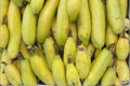 Truly Tiny Banana Live Starter Plug – Compact Musa acuminata Dwarf Tropical Foliage for Containers & Gardens
