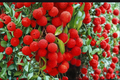 Mauritius Lychee Tree Live Plant, 3ft Tall Tropical Fruit Tree, Litchi chinensis, Air Layered Backyard Garden