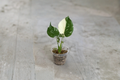 Monstera Thai Constellation Live Plant, Variegated Indoor Houseplant, Rooted 3-4 Inch Pot, Tropical Climbing Foliage