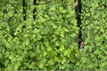 Apple Twist Coral Bells Live Plants – 3 Rooted Starter Plants in 1 Qt Pots, Heuchera Variegated Foliage Perennial