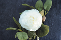 Japanese Camellia ‘Pride of Descanso’ 3 Gallon Evergreen Shrub with Pink Flowers, Camellia japonica