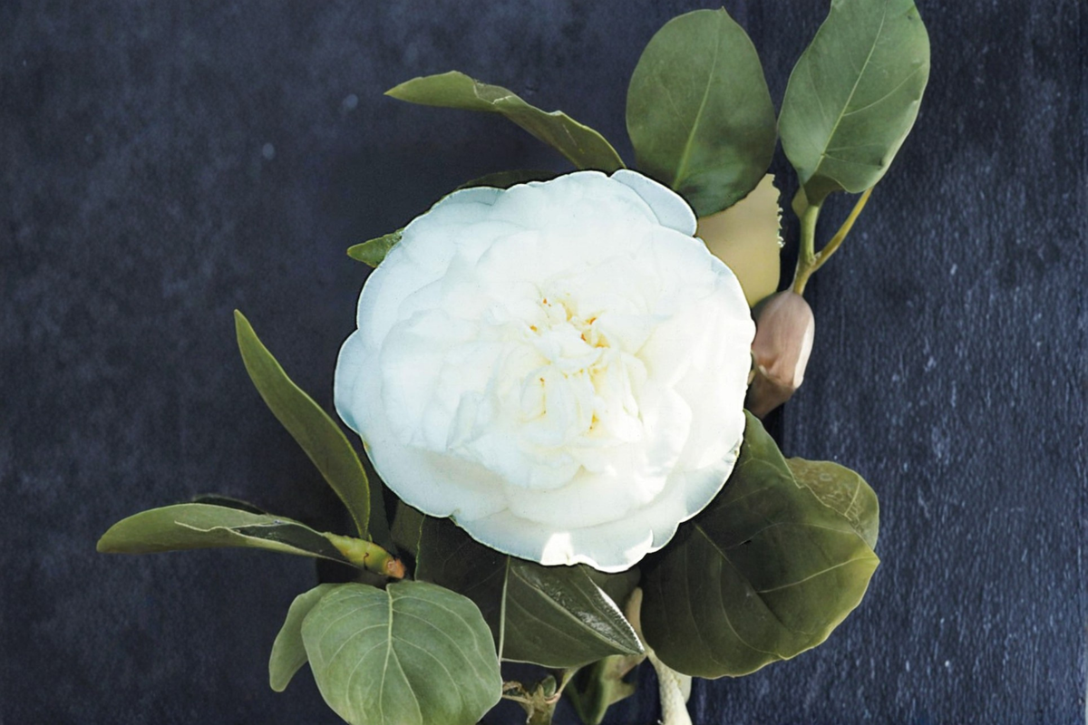 Japanese Camellia ‘Pride of Descanso’ 3 Gallon Evergreen Shrub with Pink Flowers, Camellia japonica