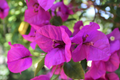 Royal Purple Bougainvillea Live Plant in 3-Inch Pot, Ornamental Climber, Vibrant Purple Bracts, Tropical Garden, Container Plant