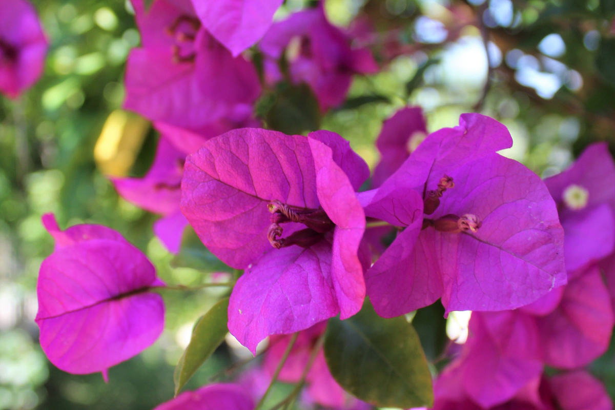 Royal Purple Bougainvillea Live Plant in 3-Inch Pot, Ornamental Climber, Vibrant Purple Bracts, Tropical Garden, Container Plant