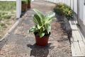 Philodendron Evian Variegated Indoor Houseplant – 4 Inch Pot, Tropical Green Foliage, Live Plant, Easy Care, Gift, Indoor Décor