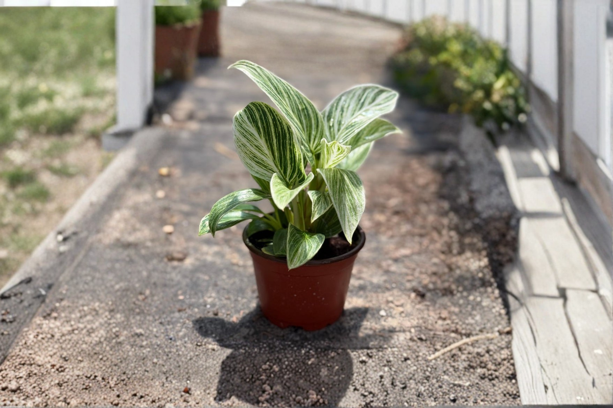 Philodendron Evian Variegated Indoor Houseplant – 4 Inch Pot, Tropical Green Foliage, Live Plant, Easy Care, Gift, Indoor Décor