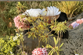 Witch Hazel Live Plant, Bare Root, Red Winter Blooms, Hardy Shrub, Hamamelis × intermedia ‘Anne’