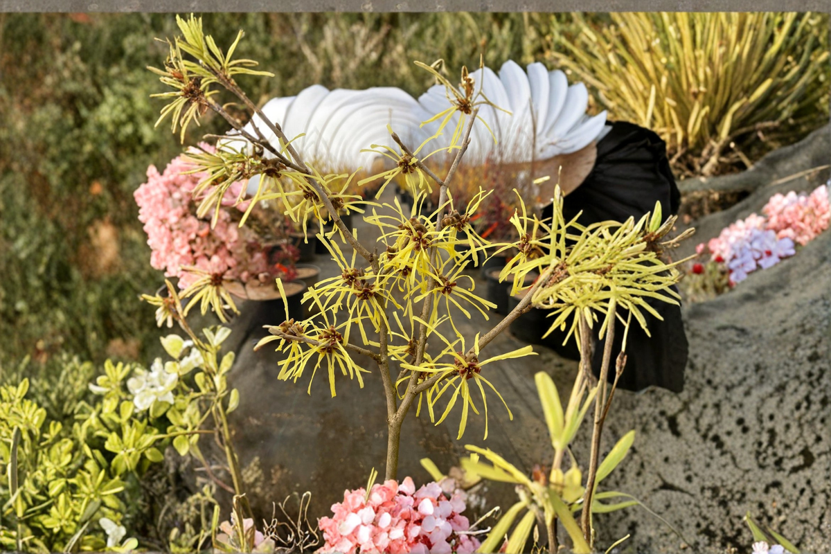 Witch Hazel Live Plant, Bare Root, Red Winter Blooms, Hardy Shrub, Hamamelis × intermedia ‘Anne’