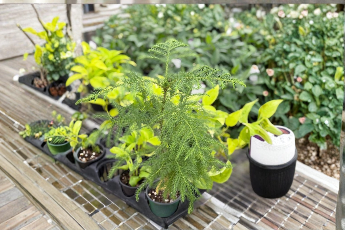 Norfolk Island Pine Live Plant – 4-Inch Pot, Indoor Houseplant, Tropical Evergreen, Araucaria heterophylla