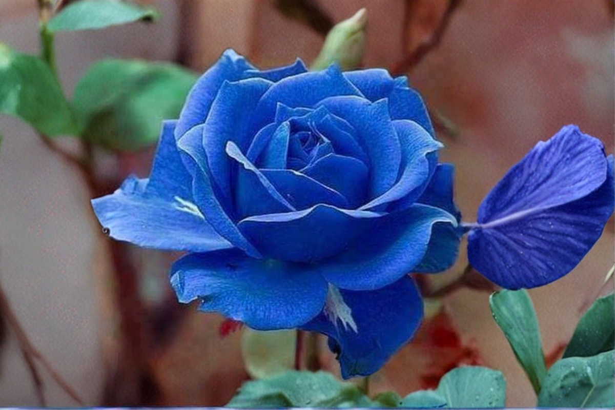 Midnight Blue Rose Seeds 20 Pack – Rare Purple-Blue Flowering Shrub Seeds for Garden & Container Planting