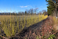 Yellow Twig Dogwood Live Plant 2 Gallon Pot, Cornus sericea Flaviramea, Bright Yellow Winter Stems, Hardy Landscape Shrub