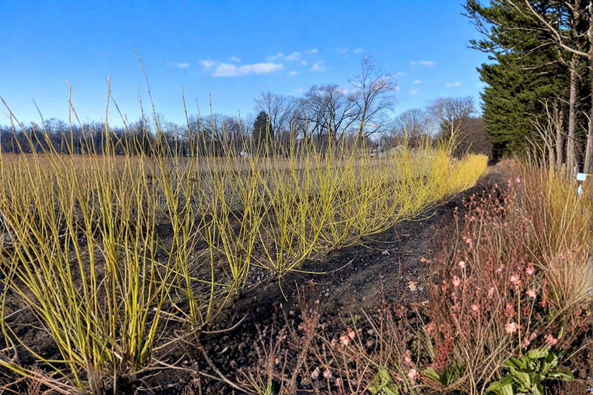 Yellow Twig Dogwood Live Plant 2 Gallon Pot, Cornus sericea Flaviramea, Bright Yellow Winter Stems, Hardy Landscape Shrub