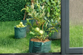 Dwarf Guava Tree Seeds – Psidium guajava – Tropical Fruit Plant for Container & Outdoor Gardening