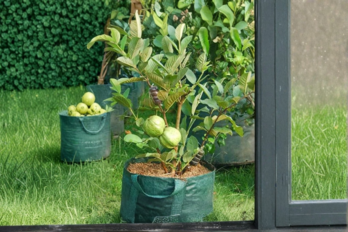 Dwarf Guava Tree Seeds – Psidium guajava – Tropical Fruit Plant for Container & Outdoor Gardening