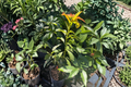 Catalina Avocado Tree Grafted Live Plant – 3ft Tall, 3-Gallon Pot, Tropical Fruit Tree, Persea americana