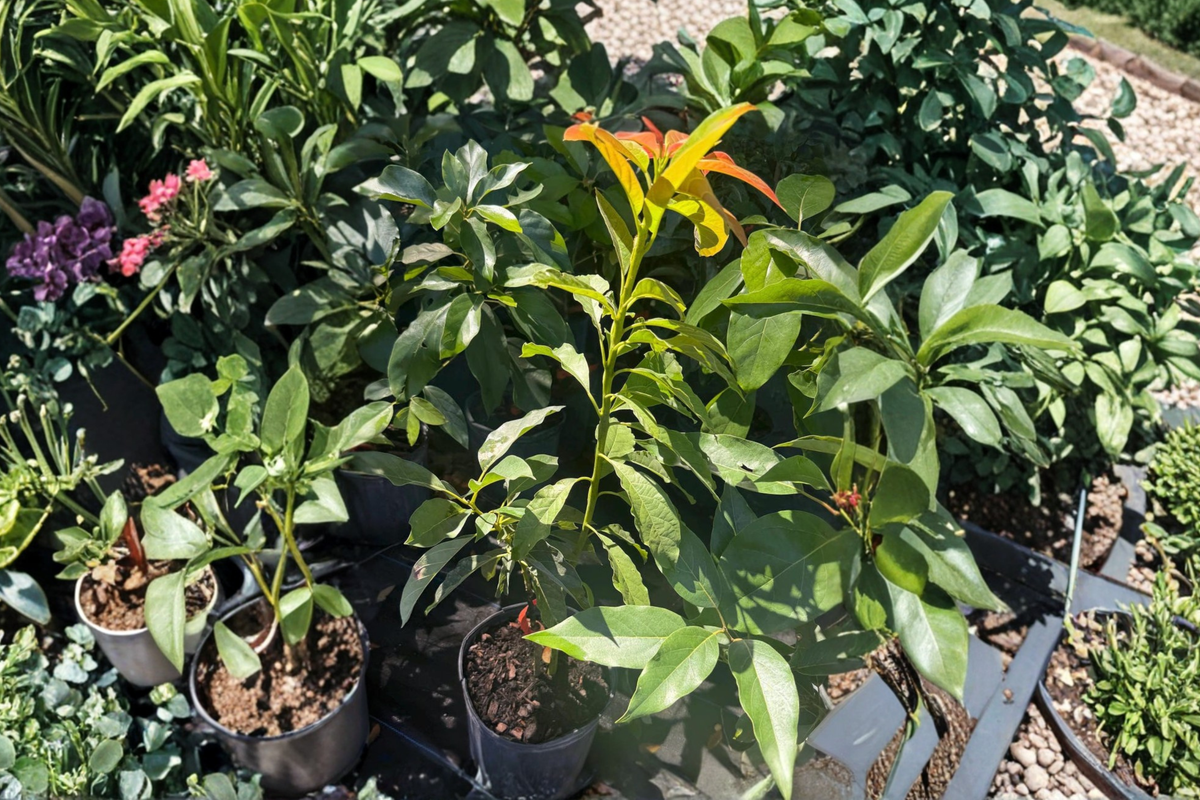 Catalina Avocado Tree Grafted Live Plant – 3ft Tall, 3-Gallon Pot, Tropical Fruit Tree, Persea americana