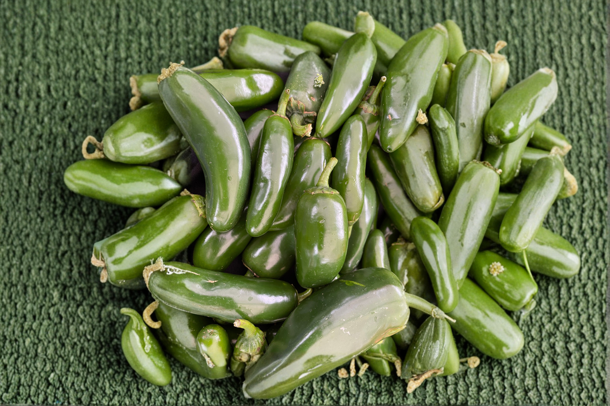Jalapeño Hybrid Pepper Plants – 3 Live Vegetable Starter Plants, Green Turning Red, Capsicum annuum, Garden Ready