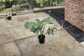 Large Monstera Thai Constellation Live Plant - Variegated Tropical Houseplant in 8-Inch Pot
