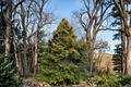 Sunny Foster Holly Live Plant 1 Gallon Pot – Ilex × attenuata ‘Sunny Foster’ Evergreen Tree with Yellow-Green Foliage