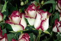 English Monroe Pink Rose Seeds – Rare Fragrant Pink Rose Flower Seeds for Planting, Ornamental Garden, 30 Pack