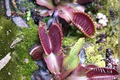 Red Piranha Venus Fly Trap Live Plant in 2-Inch Pot, Carnivorous Dionaea muscipula, Deep Red Color, Compact Size