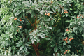 Loquat Live Seedling 6 Inches+ Bare Root Eriobotrya japonica Evergreen Fruit Tree for Home Garden